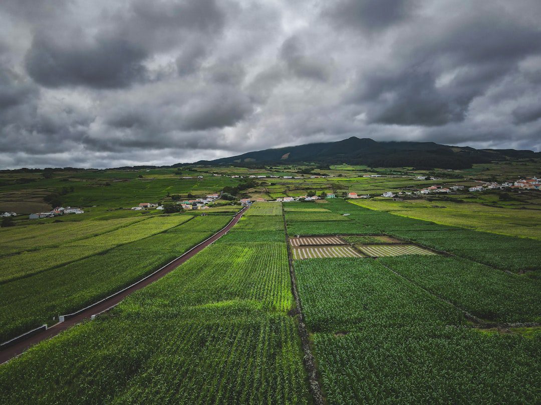 CMOs peruanos: Resiliencia y transformación