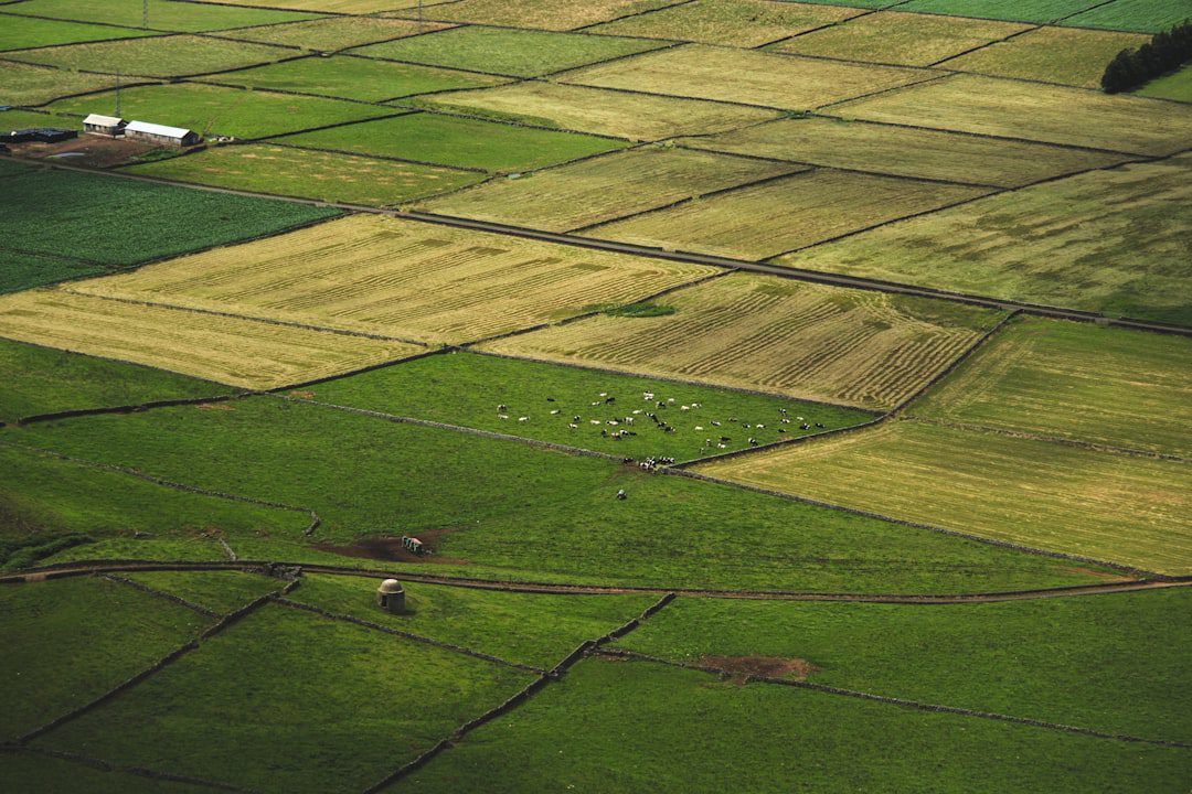 Marketing sin Producto: La lección de Bimbo