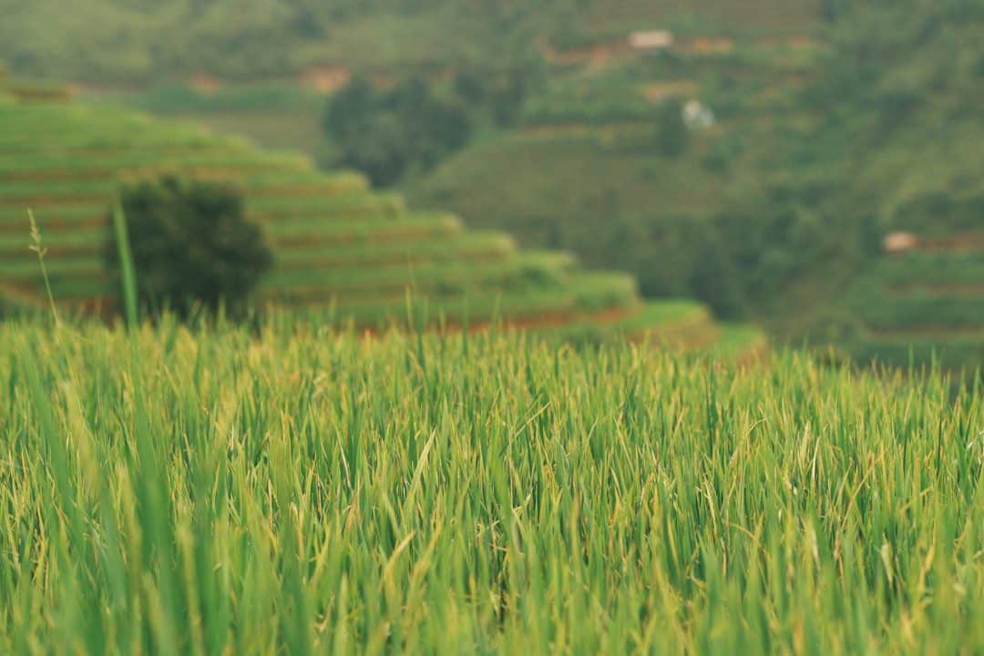 El Caso Nestlé: Lecciones de Ética y Transparencia
